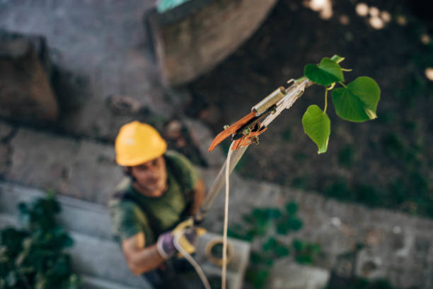 How Our Tree Care Process Works  in Sabina, OH